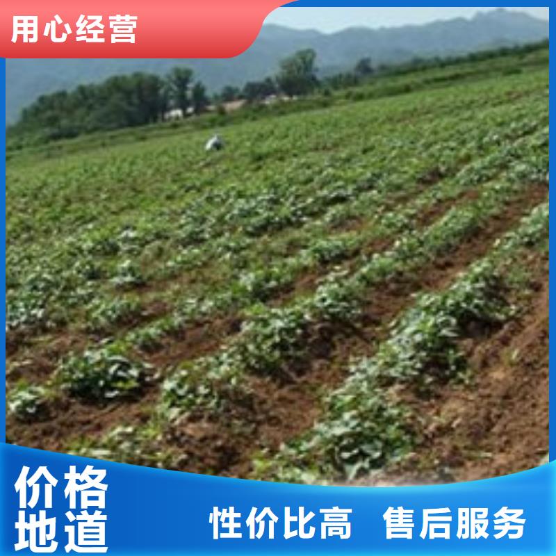 郑州当地紫地瓜苗销售