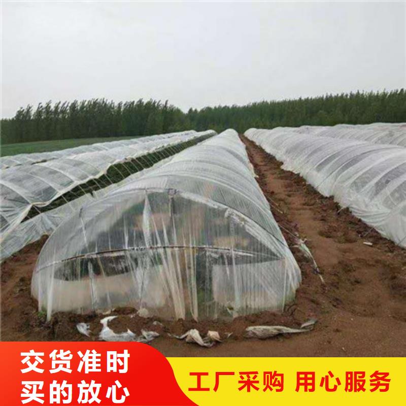 荆州选购紫甘薯苗多少钱