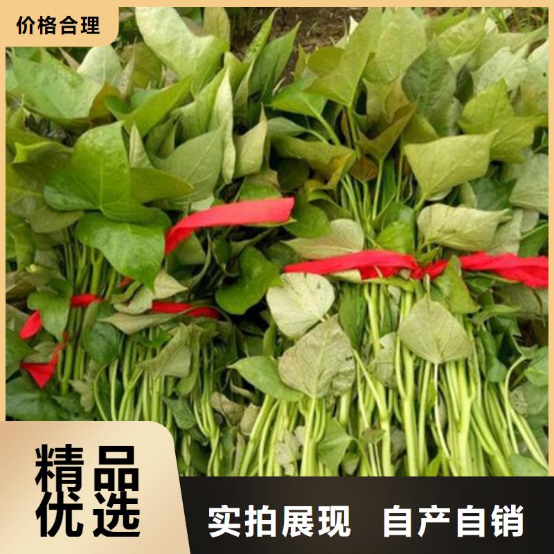 台州直销紫薯种苗销售