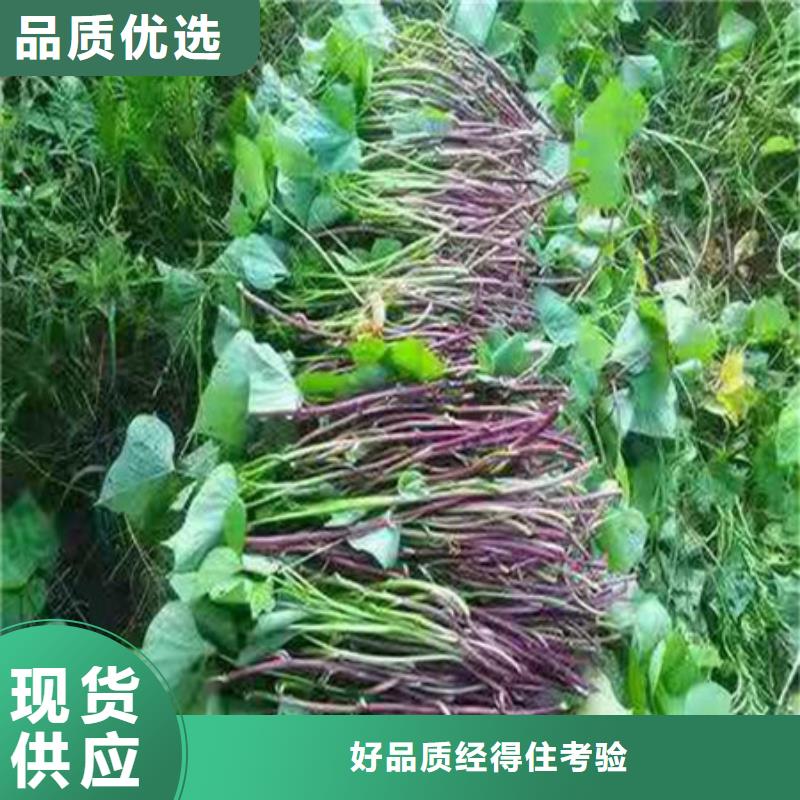 【益阳】经营紫薯种苗厂家价格