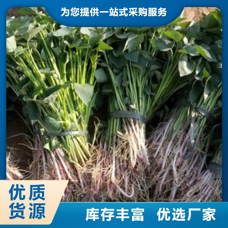 黑龙江生产鲜食型紫薯苗市场报价