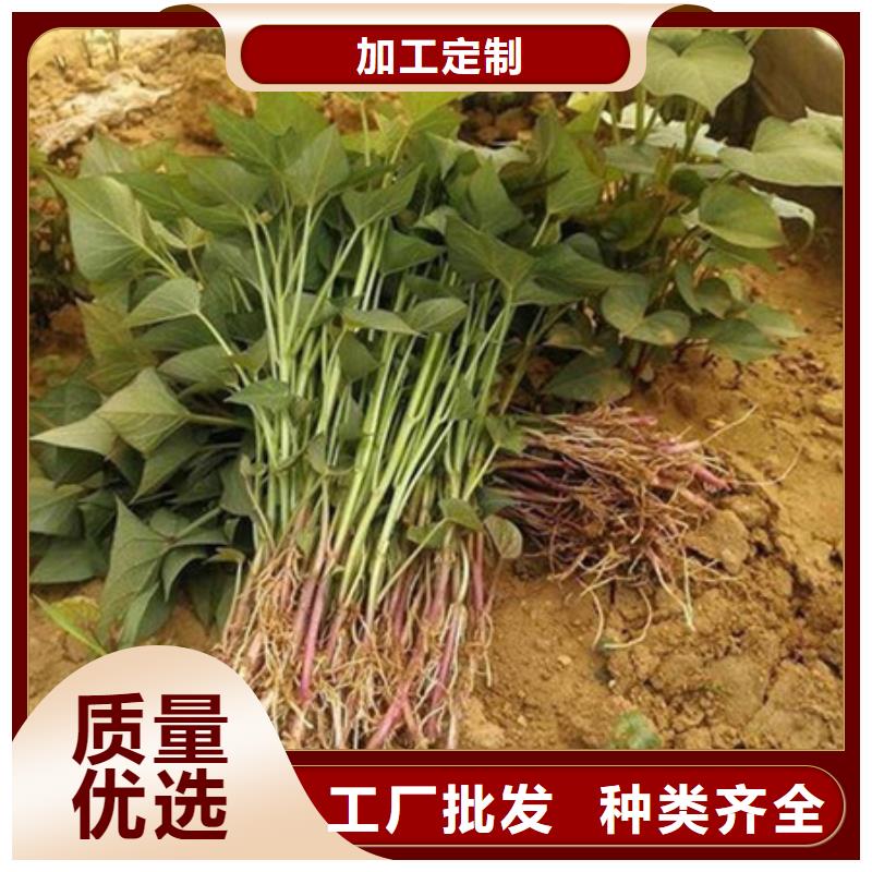 紫薯苗1优质供应商优质工艺