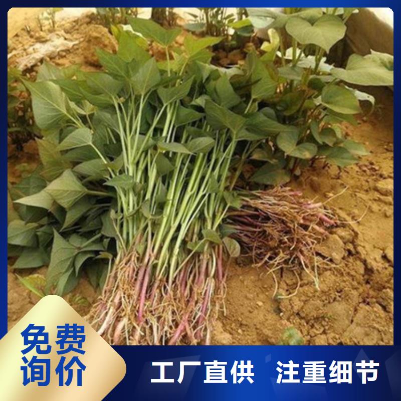 湘西咨询紫薯苗子种植厂家