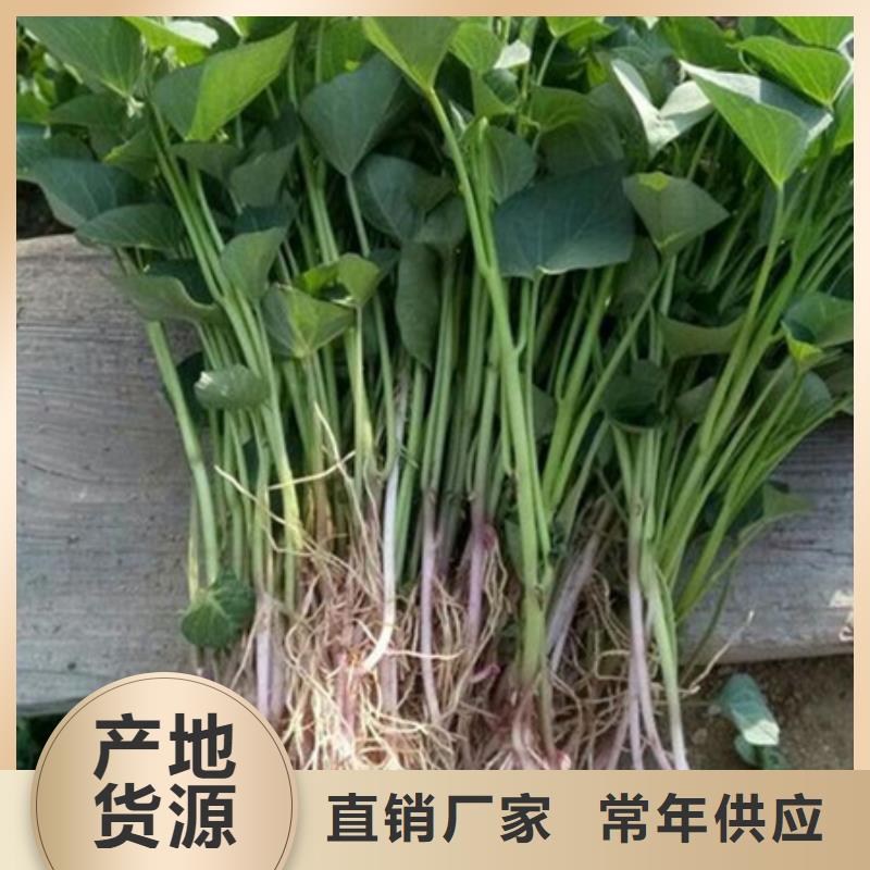 黑龙江经营紫薯苗子市场报价