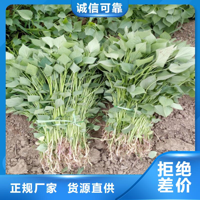 广西生产鲜食型紫薯苗2021新苗上市