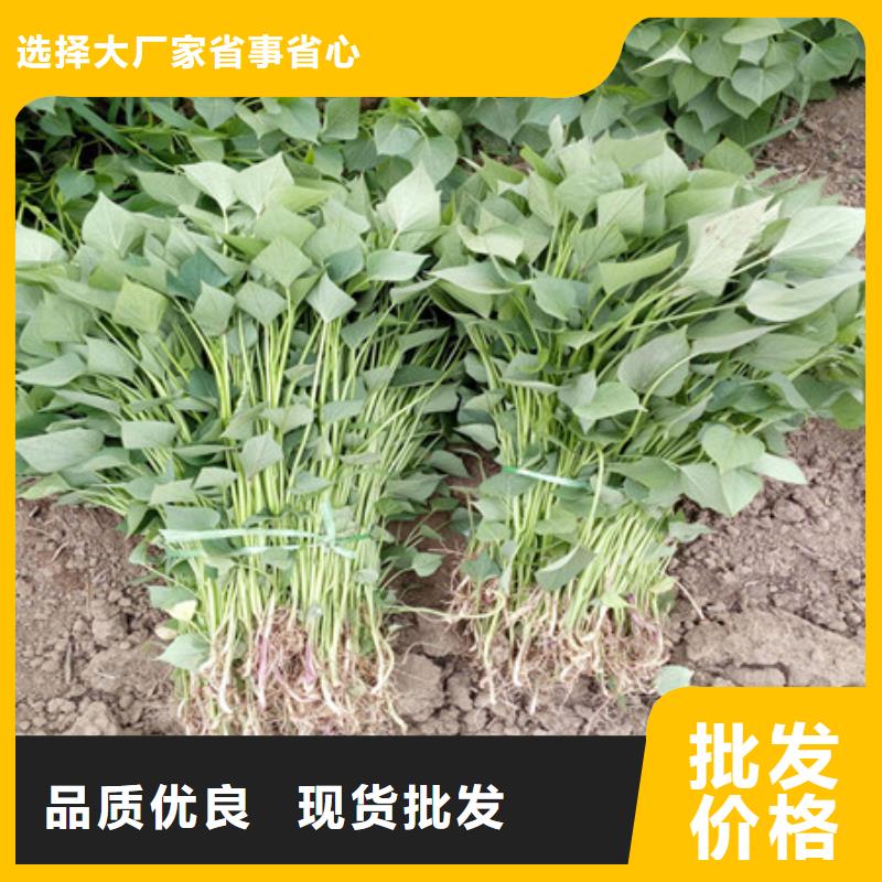 《福州》生产紫地瓜苗子销售