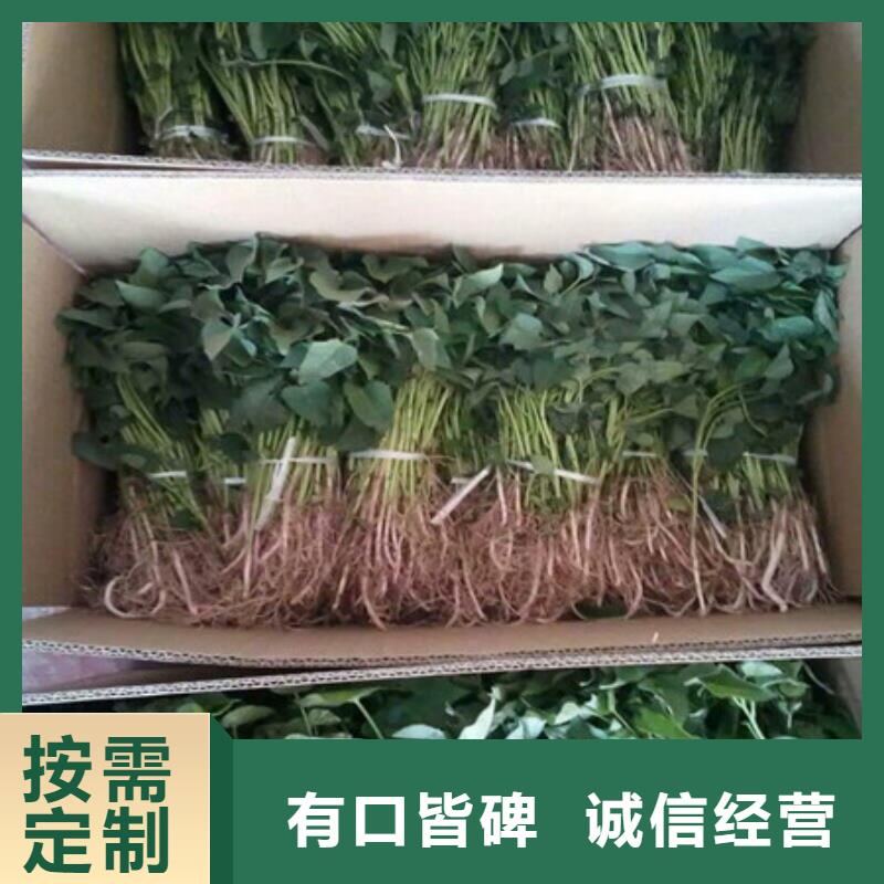 温州销售紫红薯苗厂家