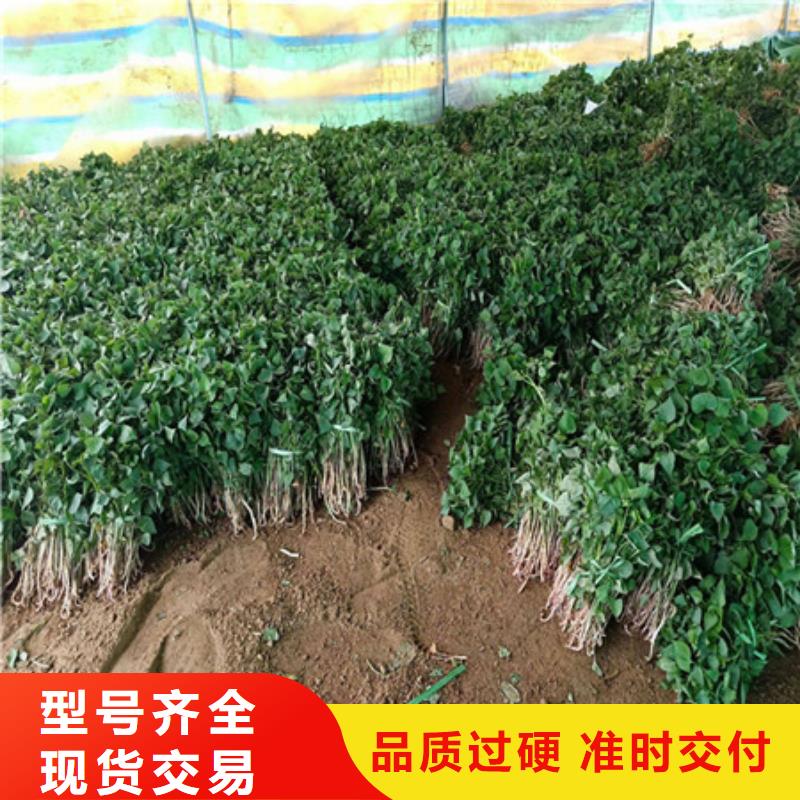 《广州》生产鲜食型紫薯苗报价