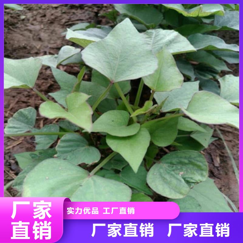 锦州附近紫薯苗（绫紫）厂家价格