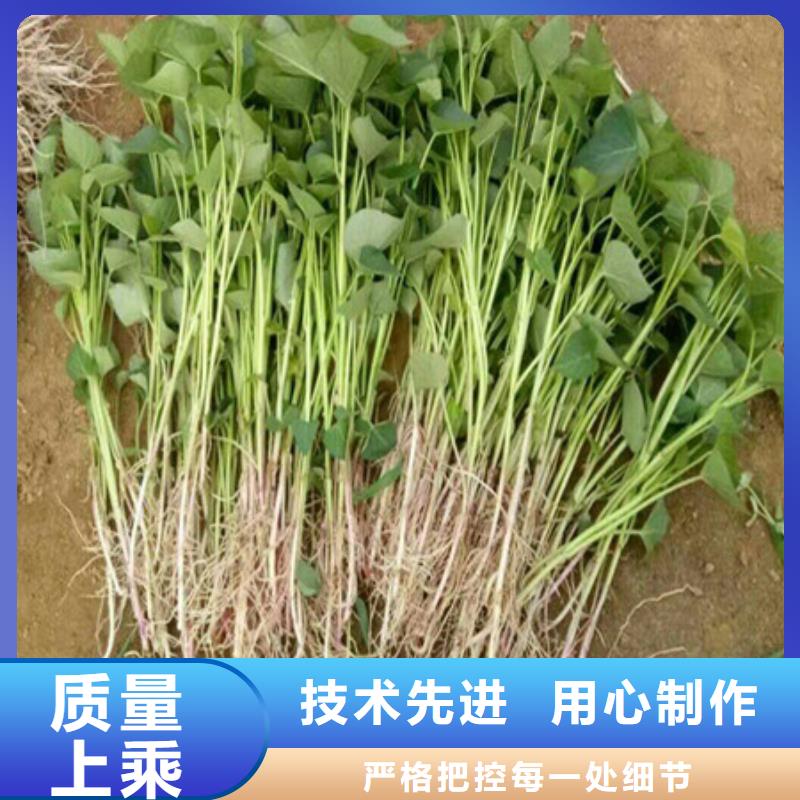 锦州诚信紫薯苗（济黑2号）欢迎致电