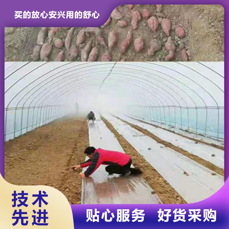 【榆林】品质脱毒紫薯苗厂家