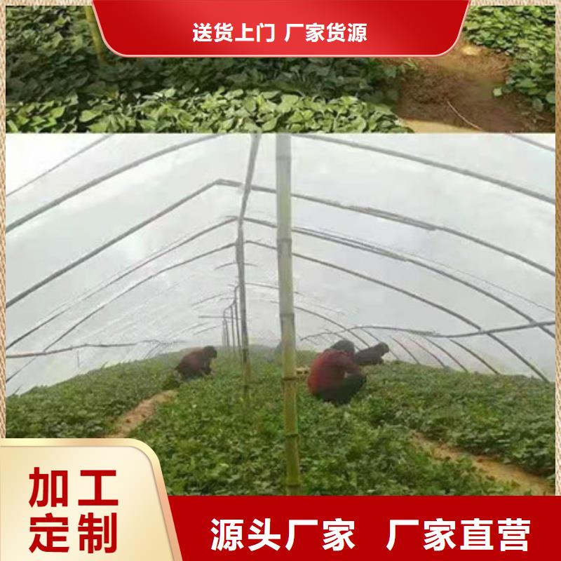 广安周边紫薯种苗市场报价