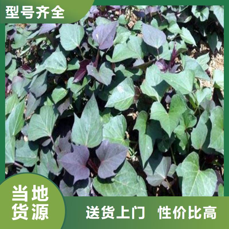 紫薯苗（济黑2号）图片