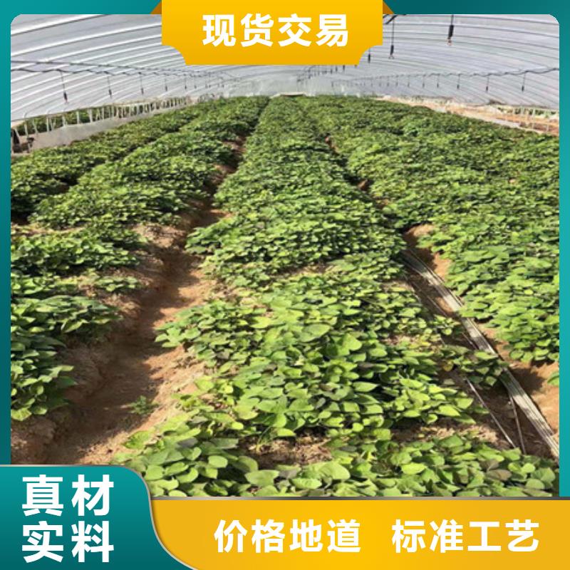 紫薯苗1、紫薯苗1厂家直销-认准乐农食品有限公司