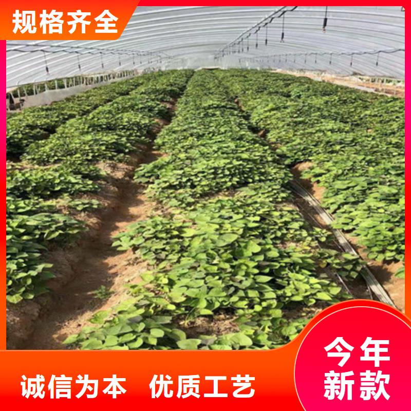 定制(乐农)鲜食型紫薯苗2024新苗上市