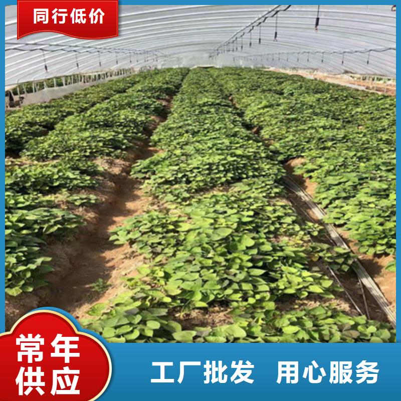 紫红薯苗2024新苗上市