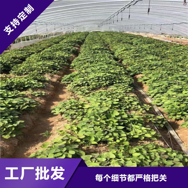 咨询【乐农】红薯苗（西瓜红）厂家