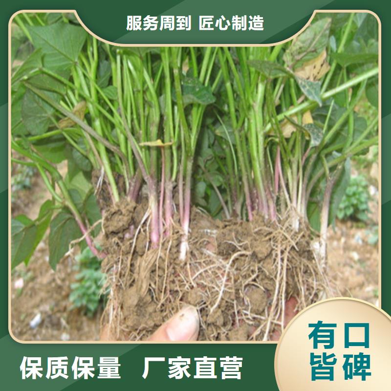 咨询【乐农】鲜食型紫薯苗多少钱