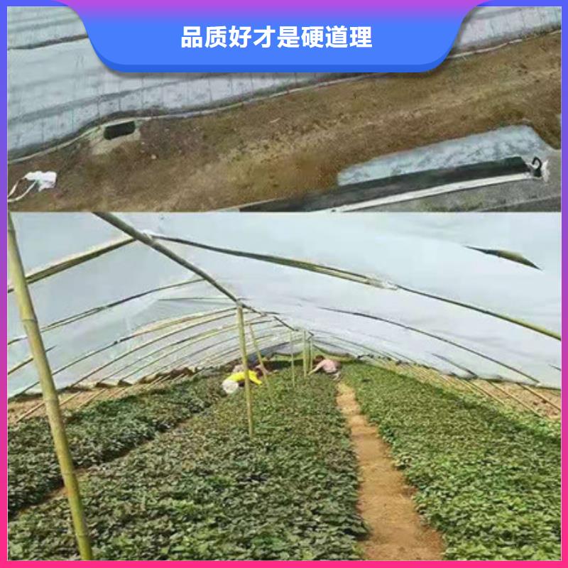 价格低的紫薯苗生产厂家