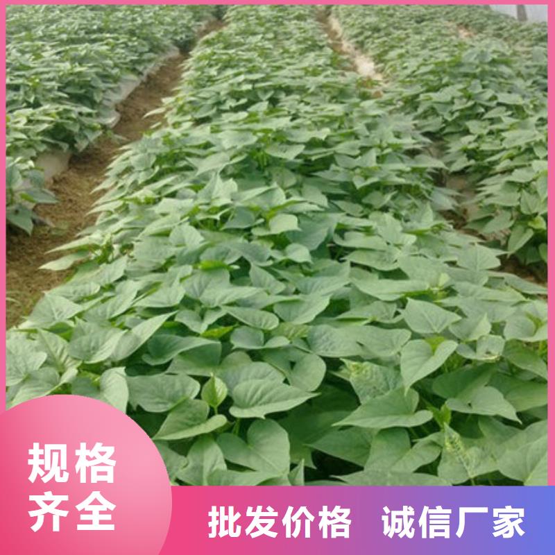 紫薯苗1批发价格