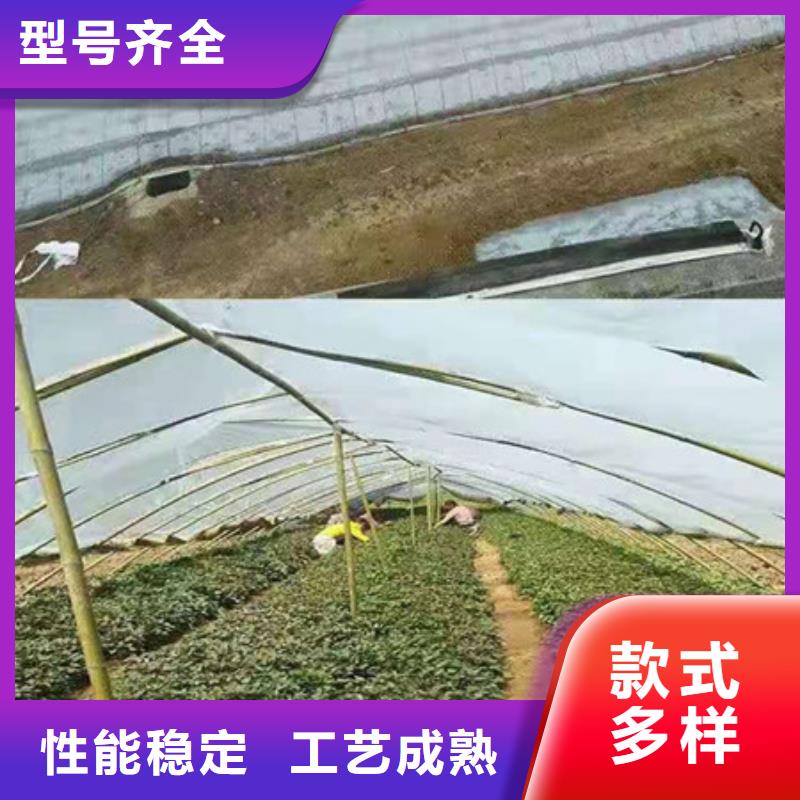 重信誉紫薯苗1厂家价格用途广泛