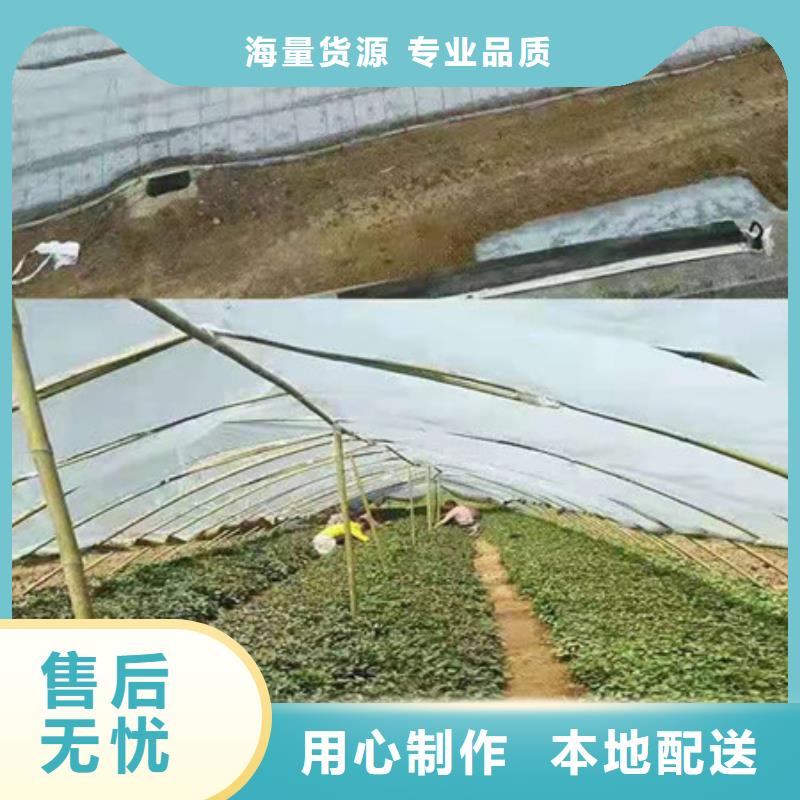 紫薯苗1供应商求推荐