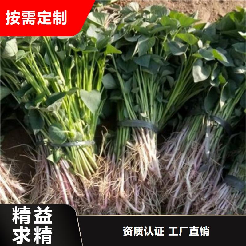 紫薯苗1制造厂商当地生产商