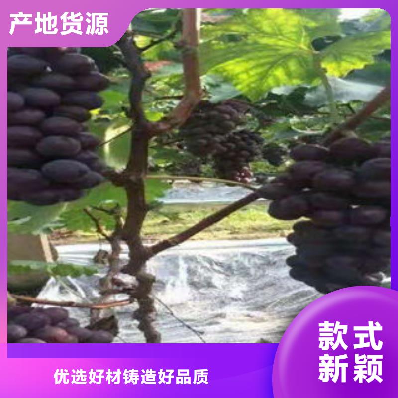 葡萄苗厂家-兴海苗木种植合作社