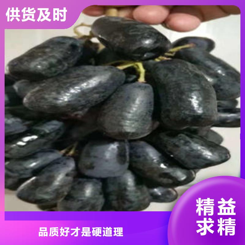 葡萄苗专业可靠精品选购