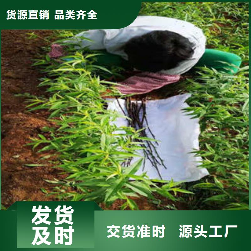 桃苗_兴海苗木种植合作社本地配送