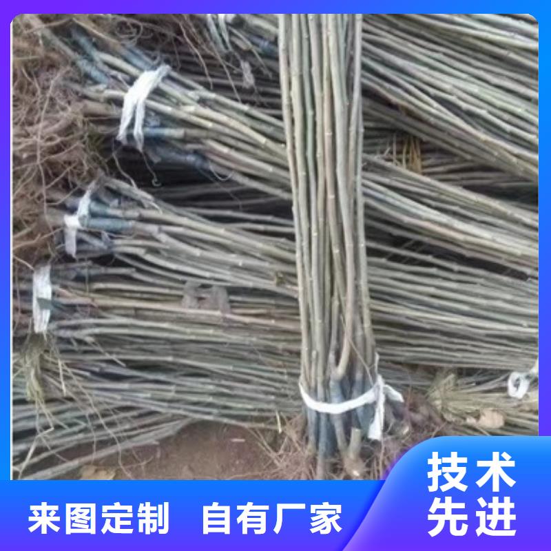 板栗苗可加工设计细节之处更加用心