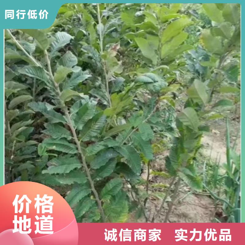 板栗苗介绍低价货源