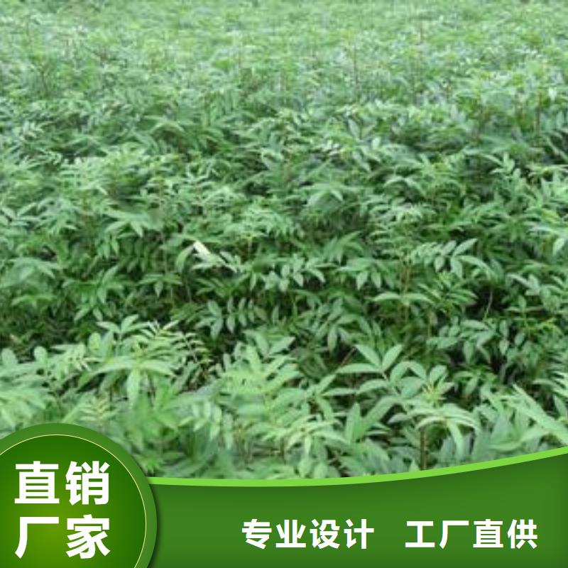 经验丰富的花椒苗供货商