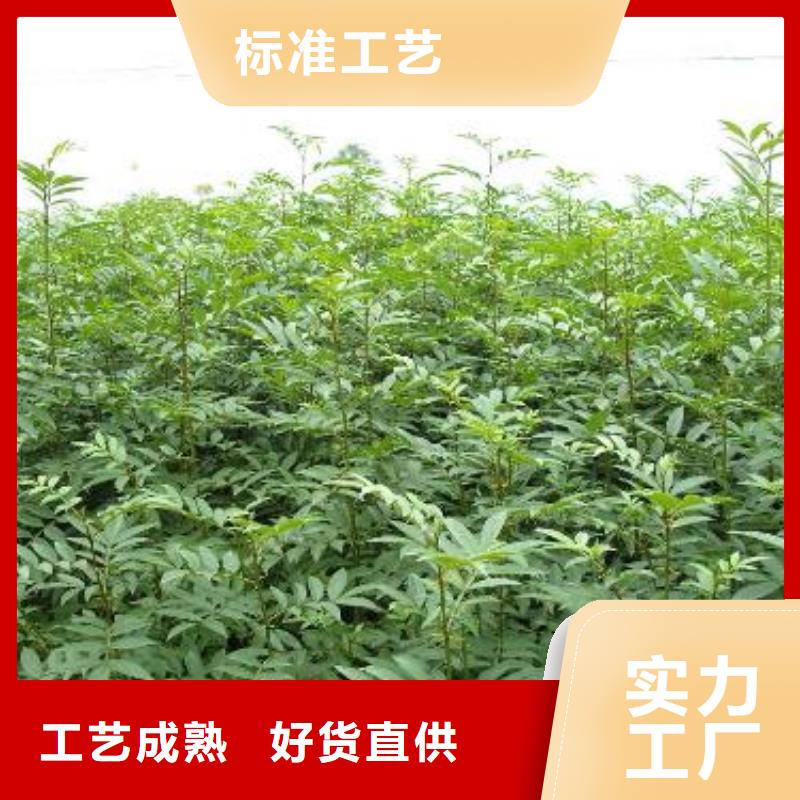 花椒苗货源稳定