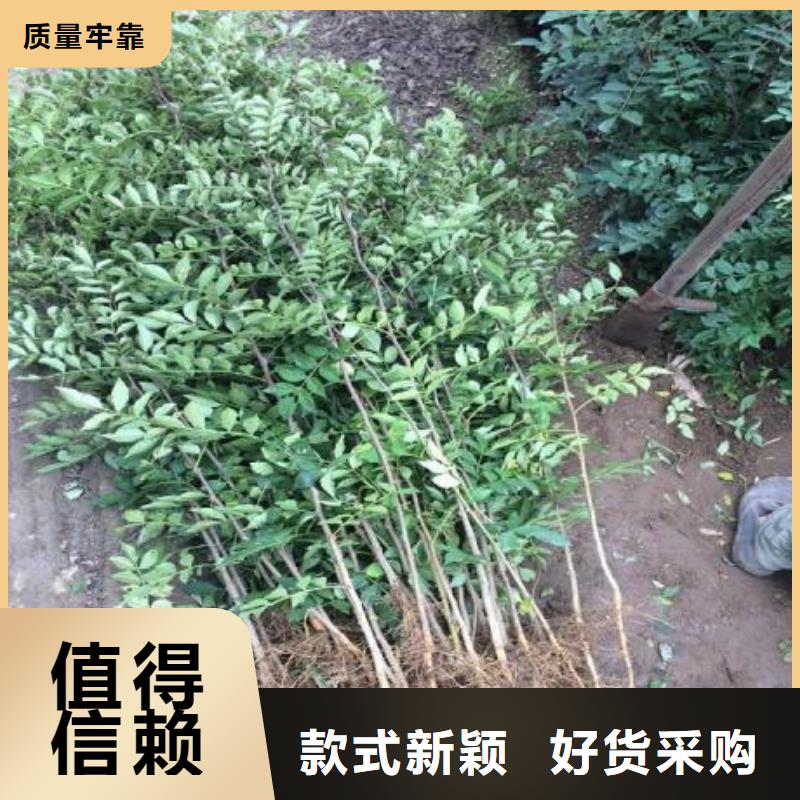 花椒苗厂家价格优势现货充足量大优惠