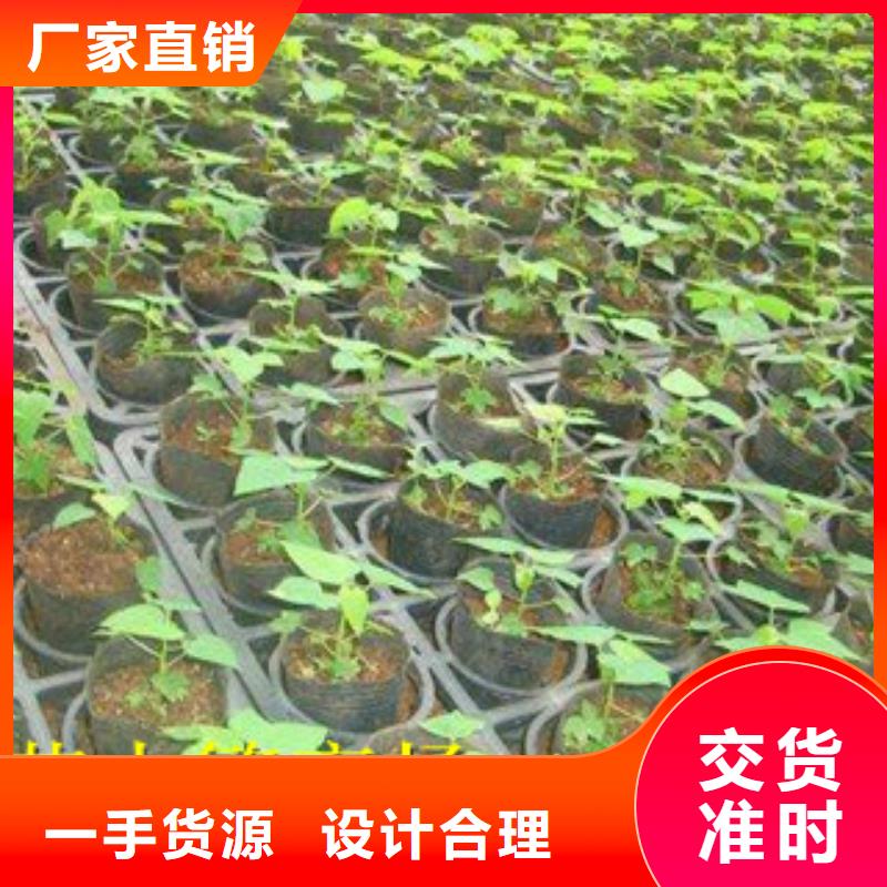 木瓜苗厂家新报价