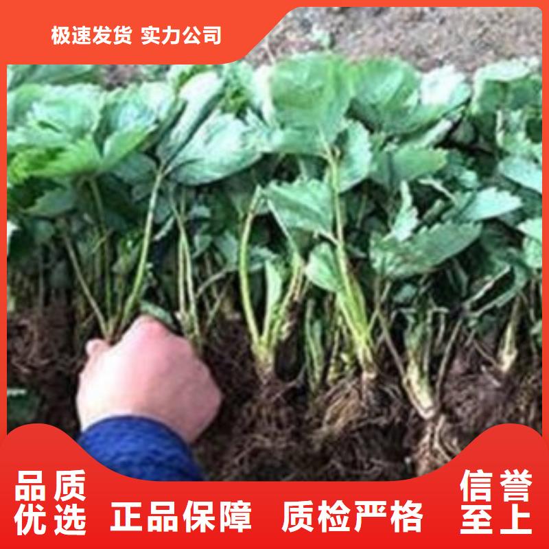 草莓苗、草莓苗厂家