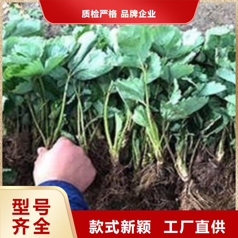 优惠的草莓苗