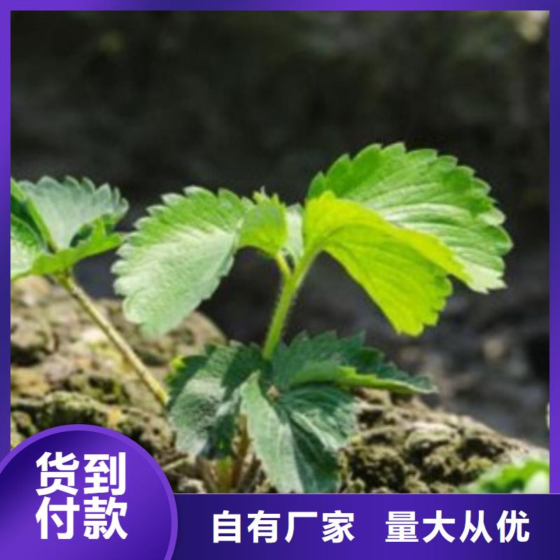 批发草莓苗