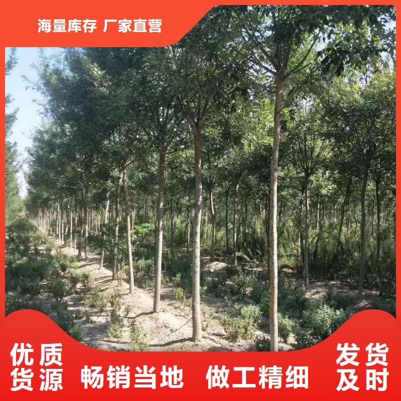 性价比高的国槐基地