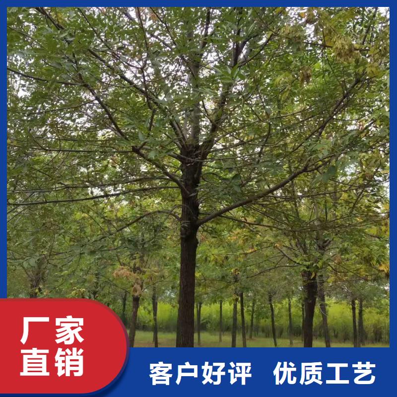 买白蜡必看-图文介绍