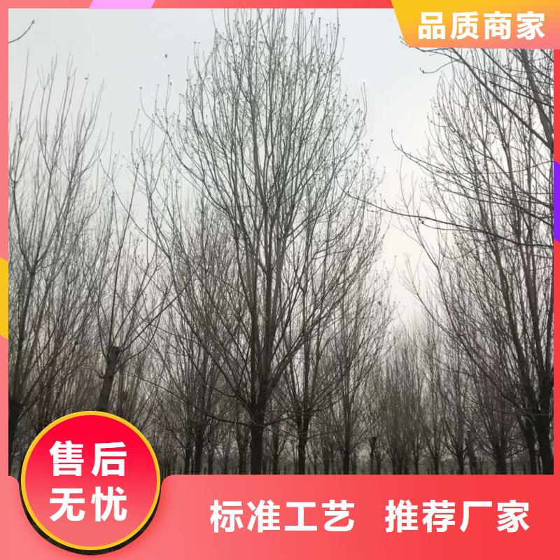 优惠的白蜡实体厂家