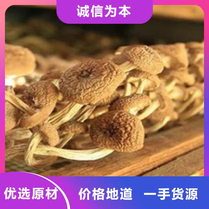 茶树菇烘干机常年供货