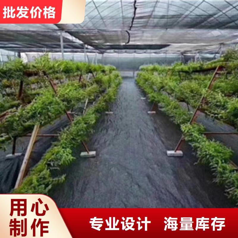 黑色pp防草布价格行情支持批发零售