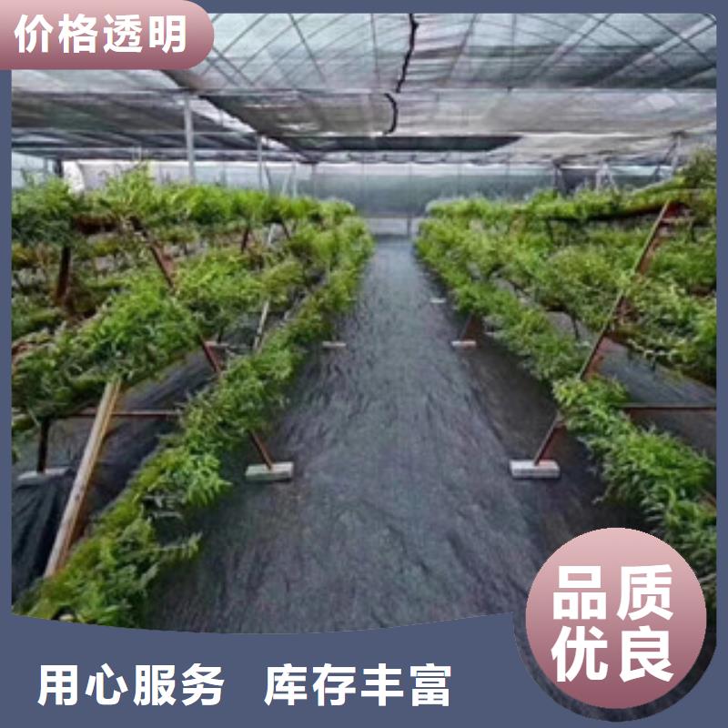 黑色pp防草布多重优惠制造厂家