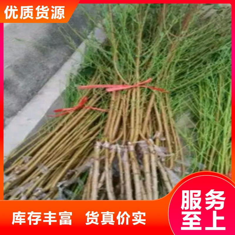 桃苗价格公道品质无所畏惧