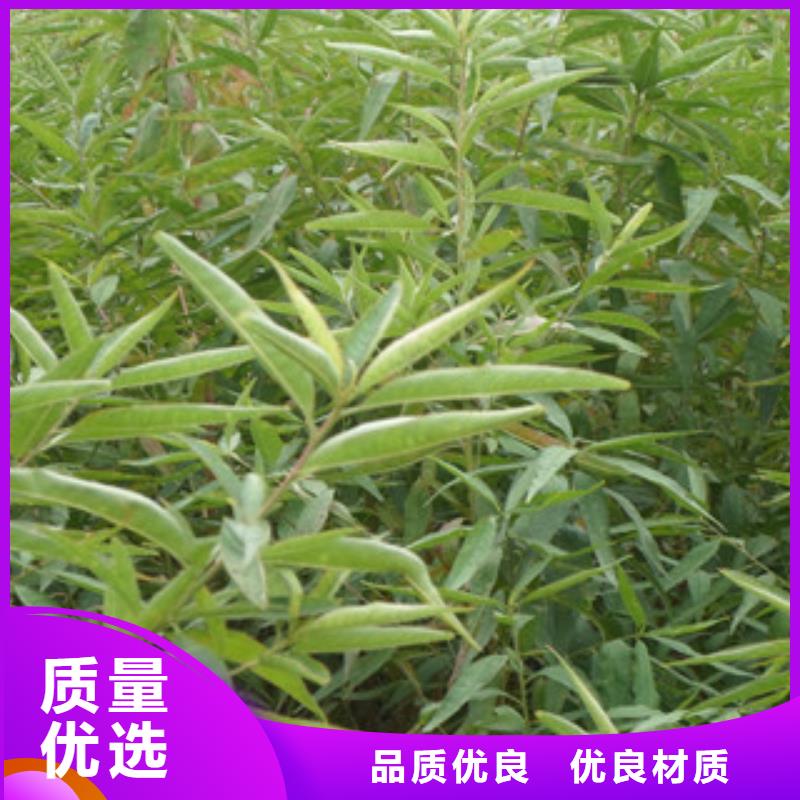 中油蟠7号桃树苗种植方法