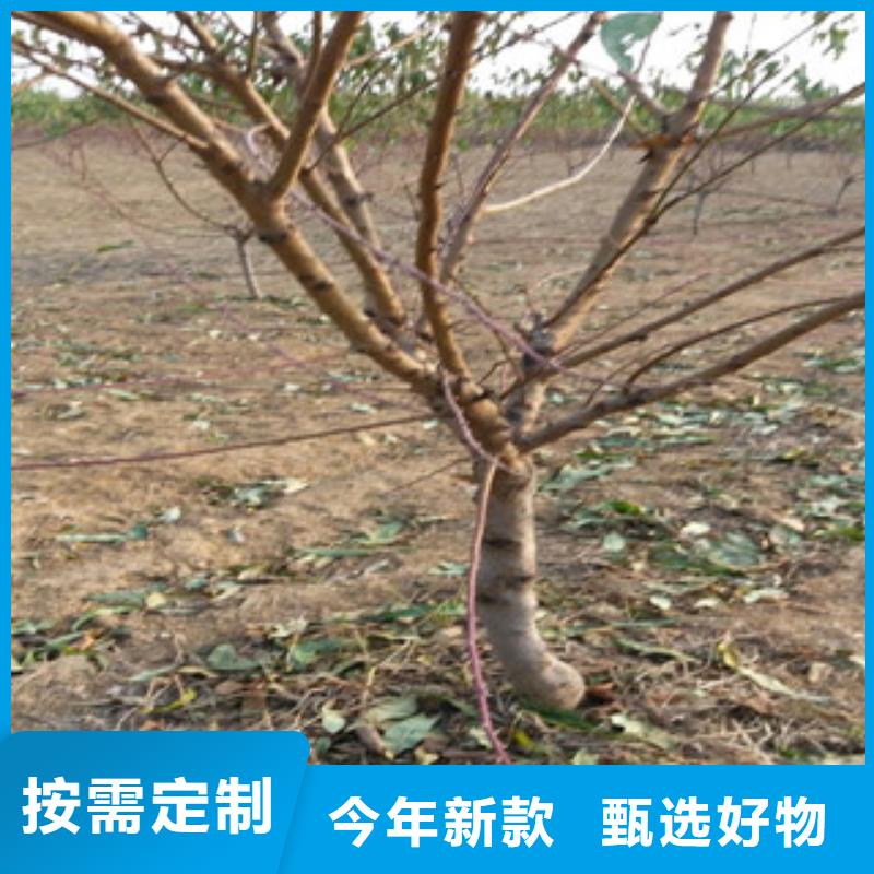 永莲蜜桃二号桃树苗批发基地