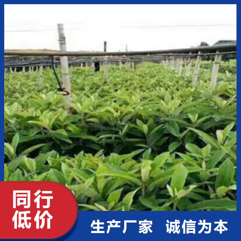 中华寿桃树苗种植方法