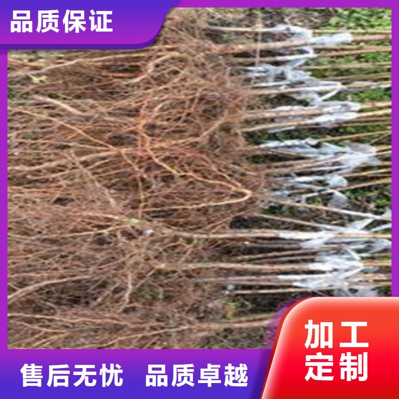 永莲蜜桃3号桃树苗管理方式